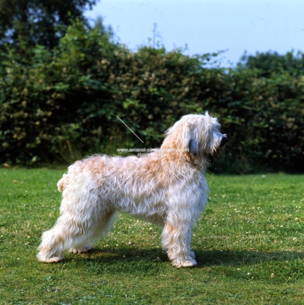 soft coated wheaten terrier side view 
