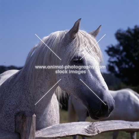 Flea bitten grey connemara pony