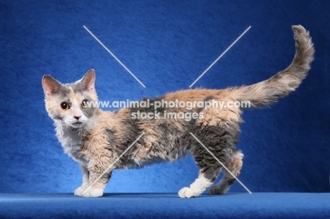 lambkin standing on blue background