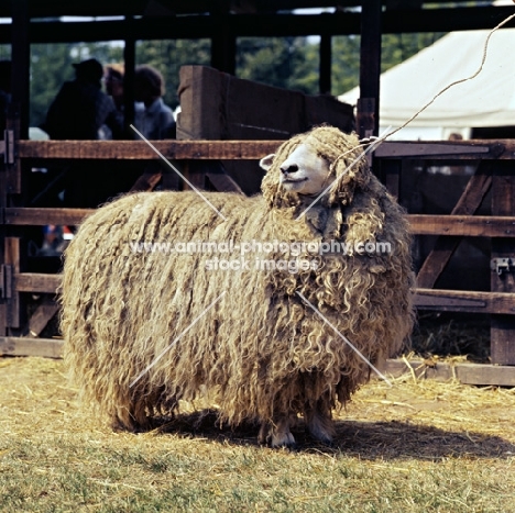 lincoln ram