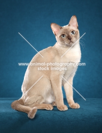 Tonkinese on blue background