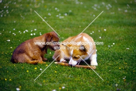 norfolk terrier and pembroke corgi puppies playing with a stick on grass
