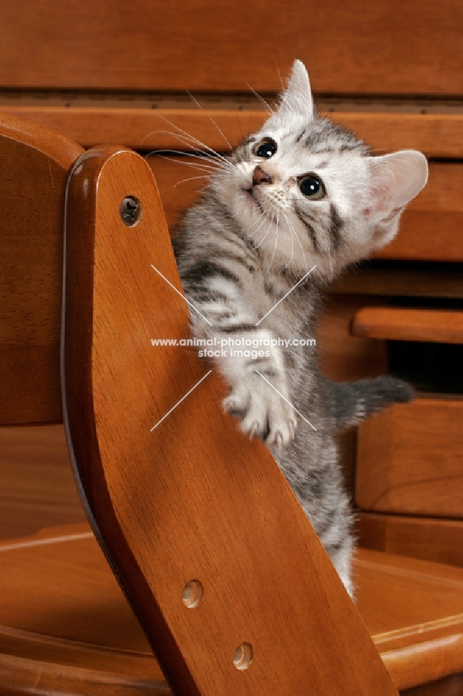 Silver Classic Tabby American Shorthair kitten on a chair, looking up