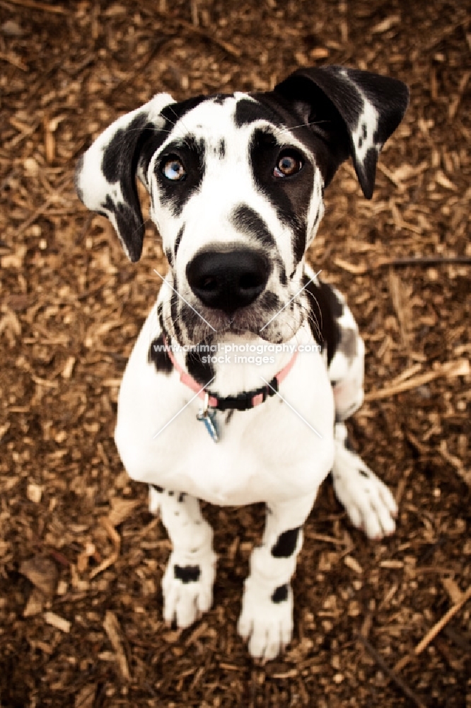 Great Dane sitting on mulch