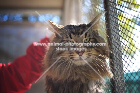 Beautiful male norwegian forest cat petted by his owner