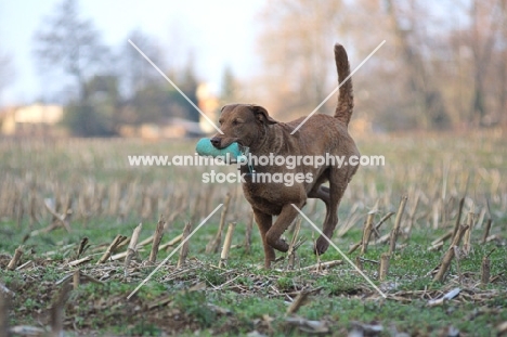Chesapeake Bay Retriever with dummy in his mouth
