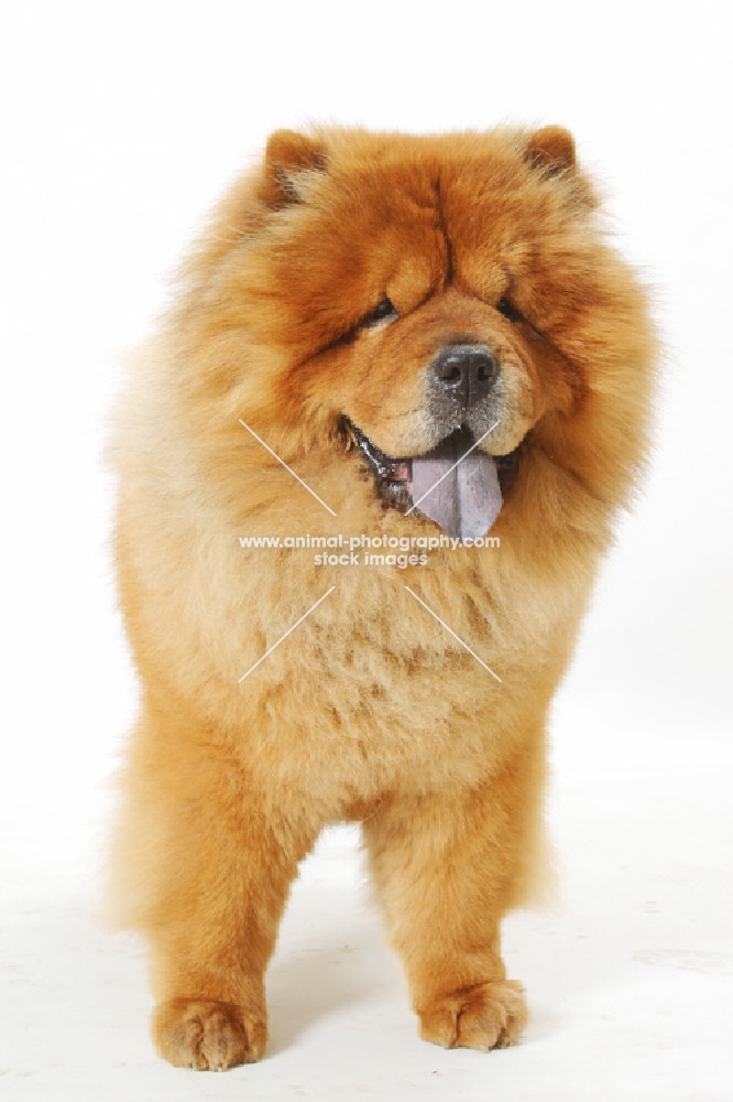 Australian Grand Champion Chow Chow, front view
