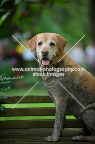 dirty yellow labrador retriever sitting on a bench