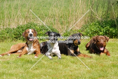 four Louisiana Catahoula Leopard dog, american hog hunter