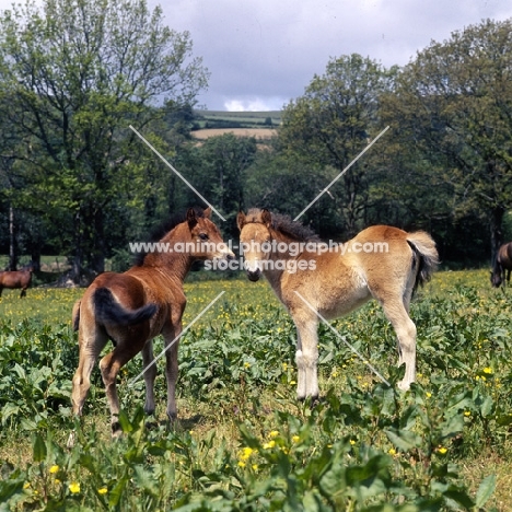 two friendly Dartmoor foals full body 