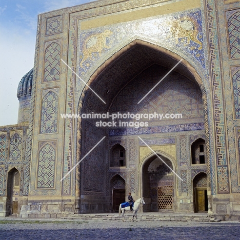 karabair horse and rider in registan square, samarkand