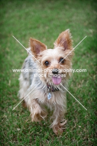 yorkshire terrier standing in grass with one paw raised