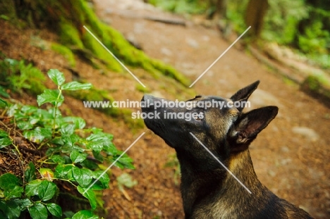 Malinois