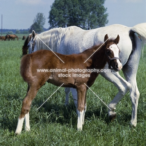 Polish Arab mare with foal