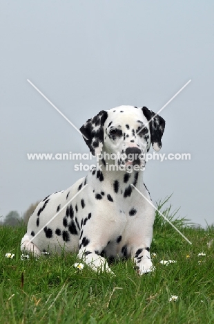 Dalmatian