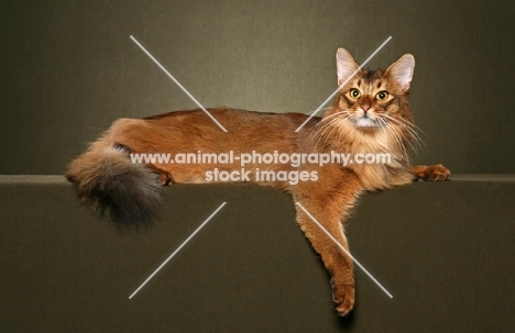 Somali cat lying on brown background