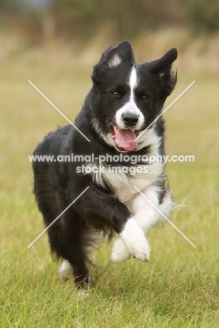 young black and white Border Collie running