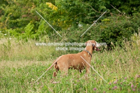 Hungarian Vizsla