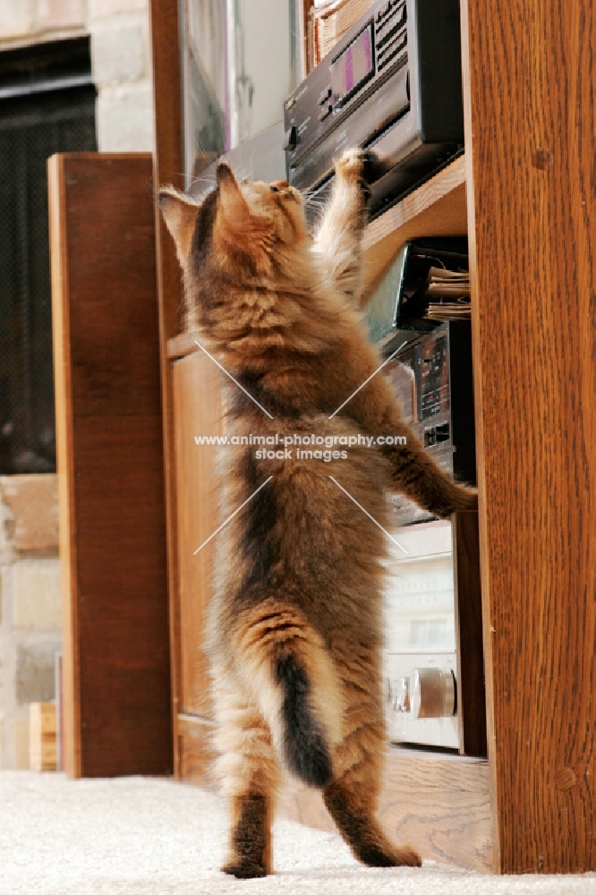 curious somali kitten checking out a stereo