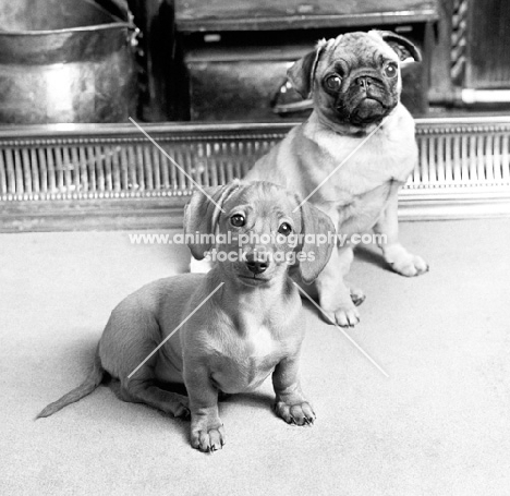 pug and miniature smooth dachshund puppies near a fireplace