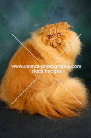 red Persian sitting down