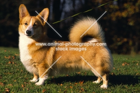 undocked pembroke corgi with high tail carriage