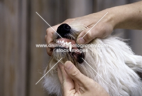 checking dog's teeth