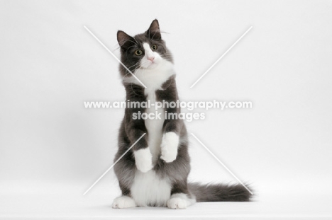 male Norwegian Forest cat, on hind legs, blue smoke & white