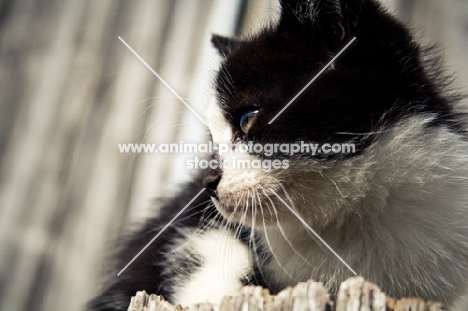 barn kitten on top of post