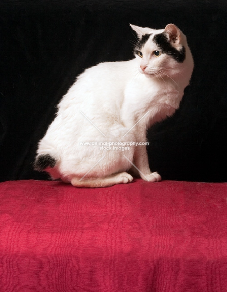 Japanese bobtail cat sitting sideways looking back