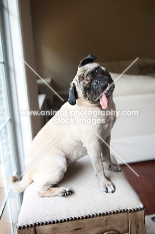 pug tilting head