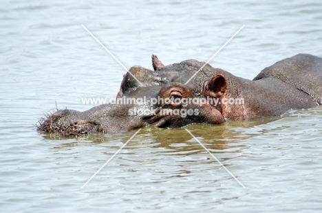 Hippo in water