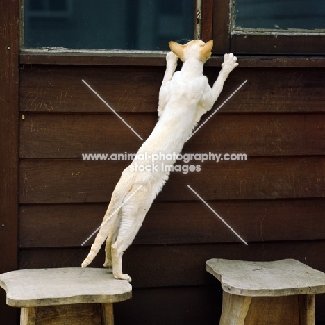 ch pitapat shane, red point siamese cat 