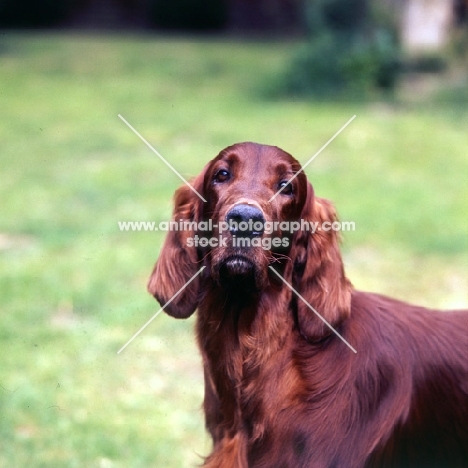 irish setter looking at camera