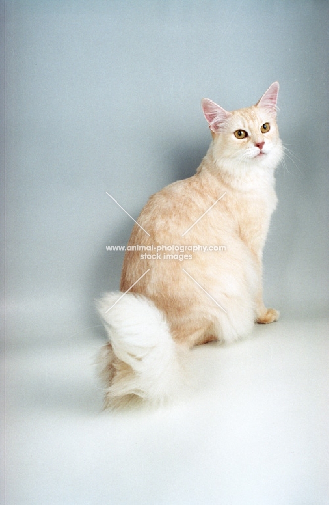 cream silver Somali cat sitting down