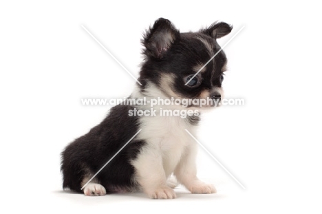 longhaired Chihuahua puppy, sitting down