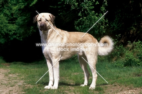 Anatolian Sheepdog side view