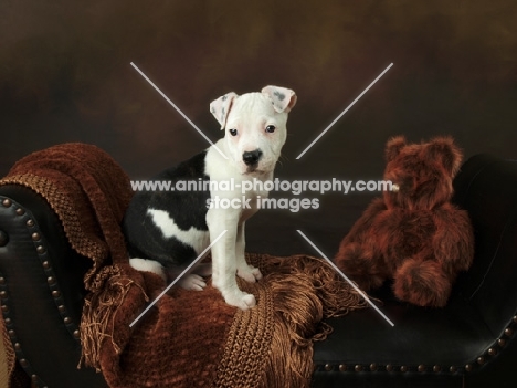 black and white American Pit Bull Terrier puppy