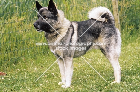 Norwegian Elkhound on grass