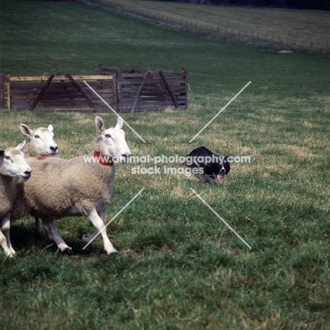 border collie herding sheep