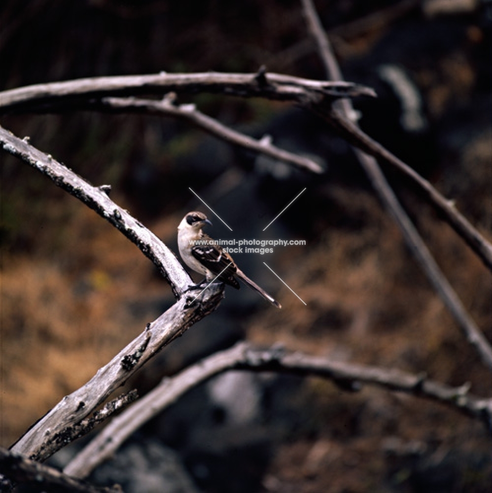 mockingbird on james island, galapagos islands