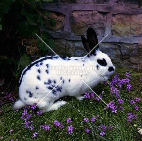 black and white english rabbit in a garden with flowers