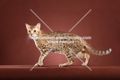 Ocicat walking