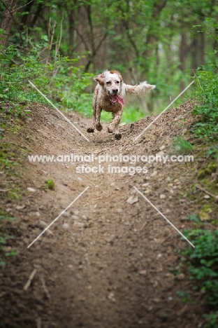orange and white english setter running full speed in a forest