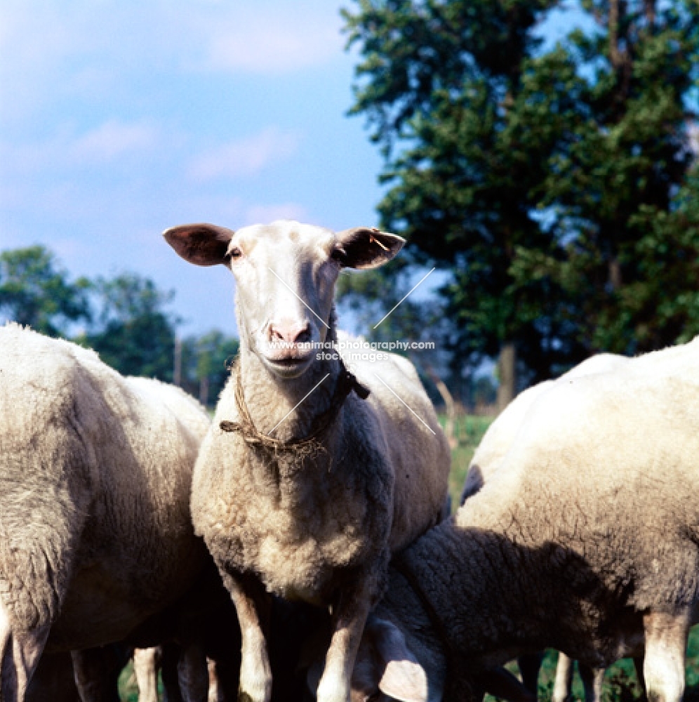 friesian sheep in holland