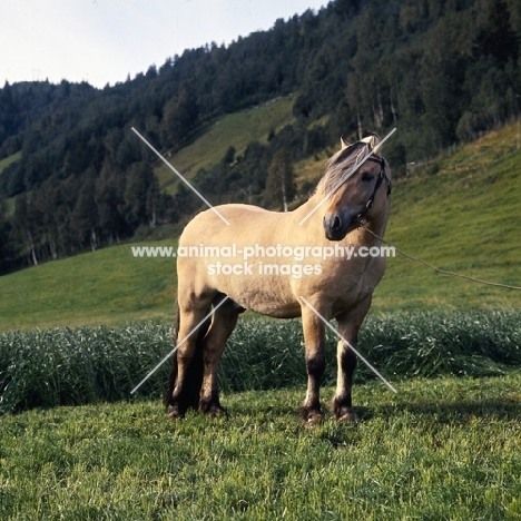 Maihelten 1692, Fjord Pony  stallion