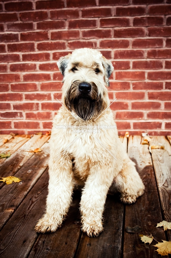 soft coated wheaten terrier sitting in front of brick wall