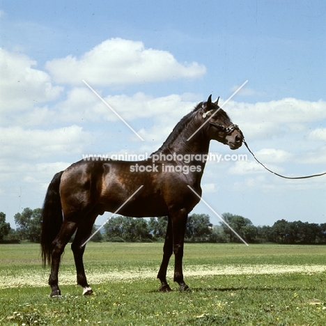 domino, lusitano stallion in portugal