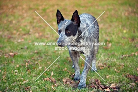 australian stumpy tail cattle dog