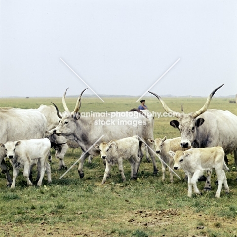 hungarian grey cattle herd, on hortobÃ¡gy puszta,